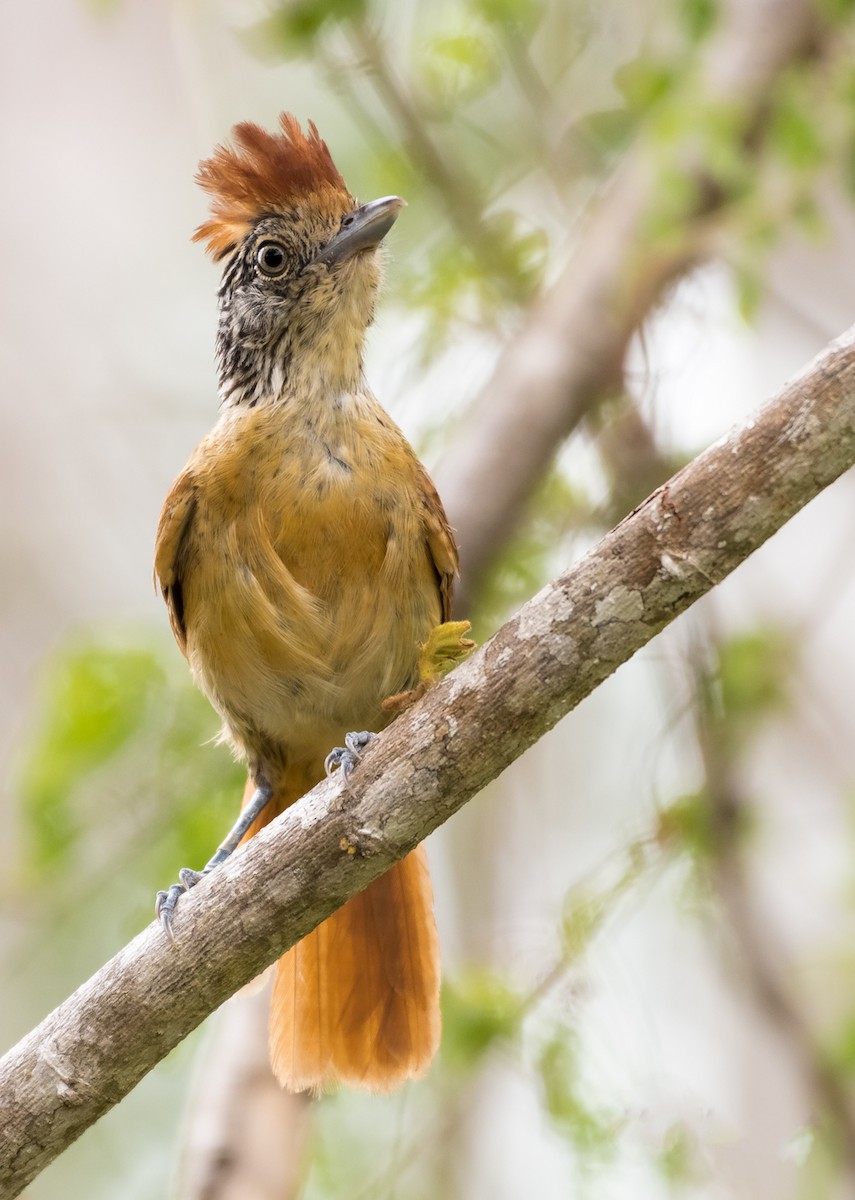 Barred Antshrike - ML166469801