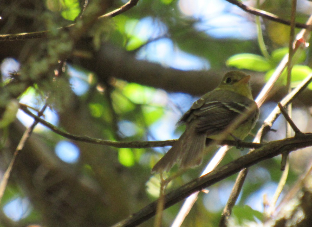 Western Flycatcher (Pacific-slope) - Brett Bohnert