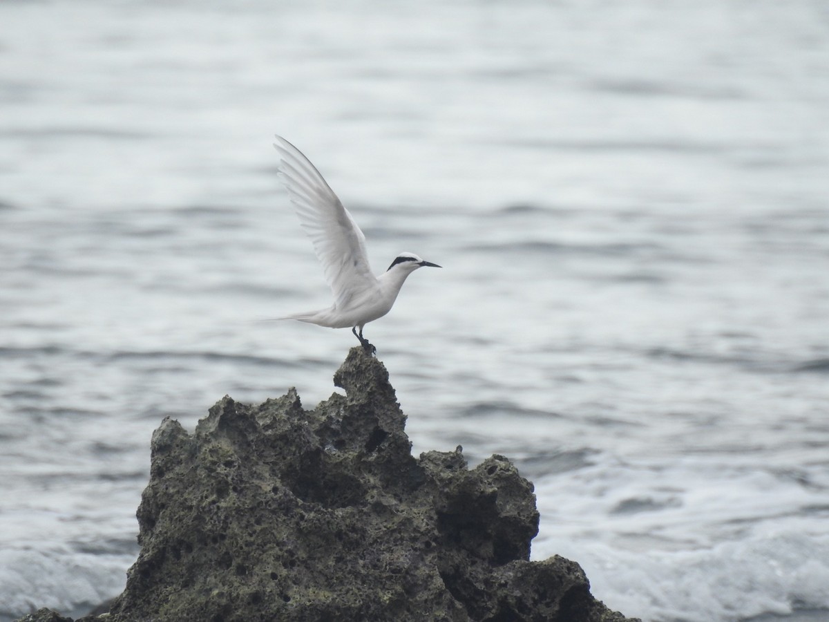 Black-naped Tern - ML166471061