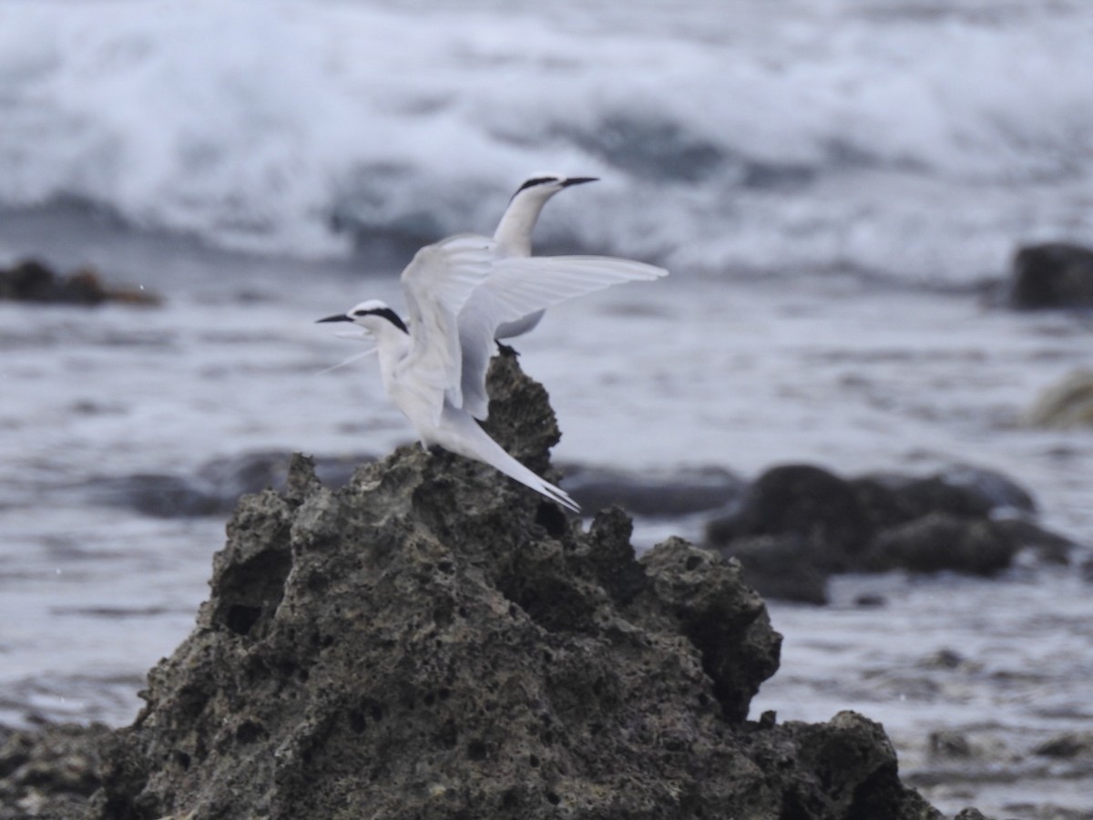 Black-naped Tern - ML166471071