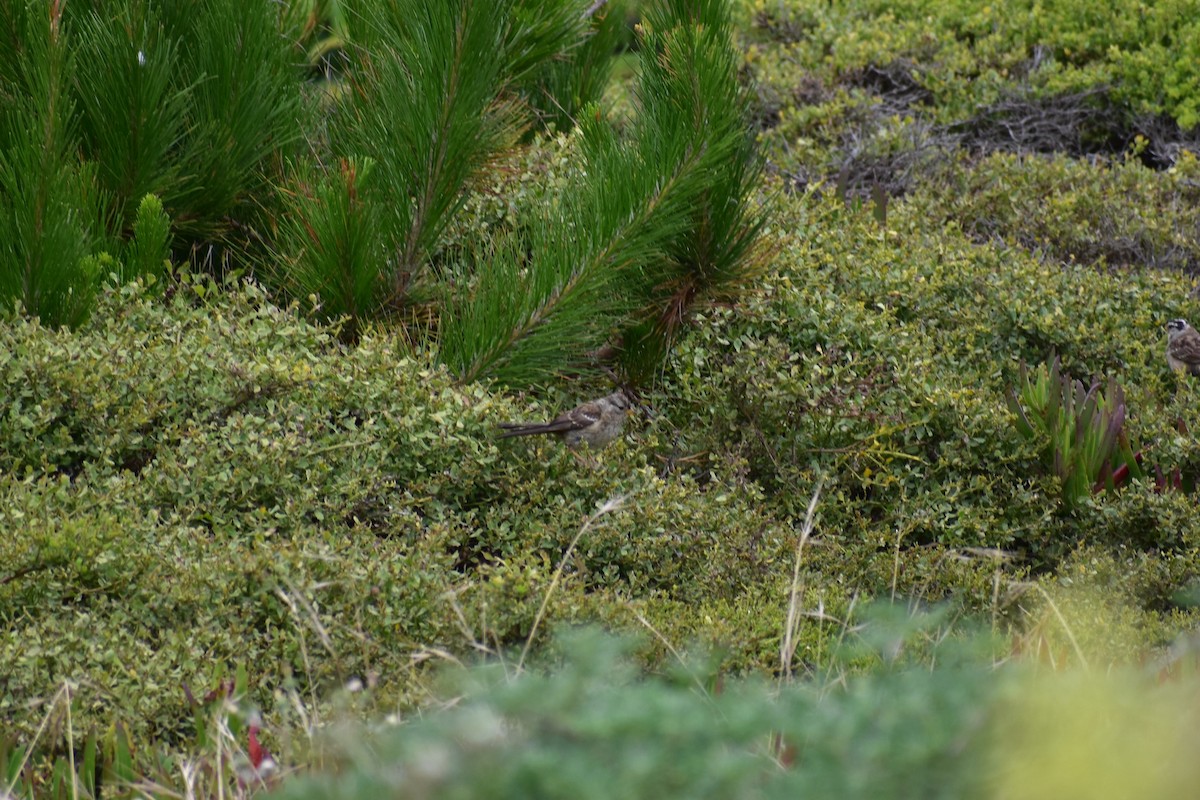 White-crowned Sparrow - ML166471591