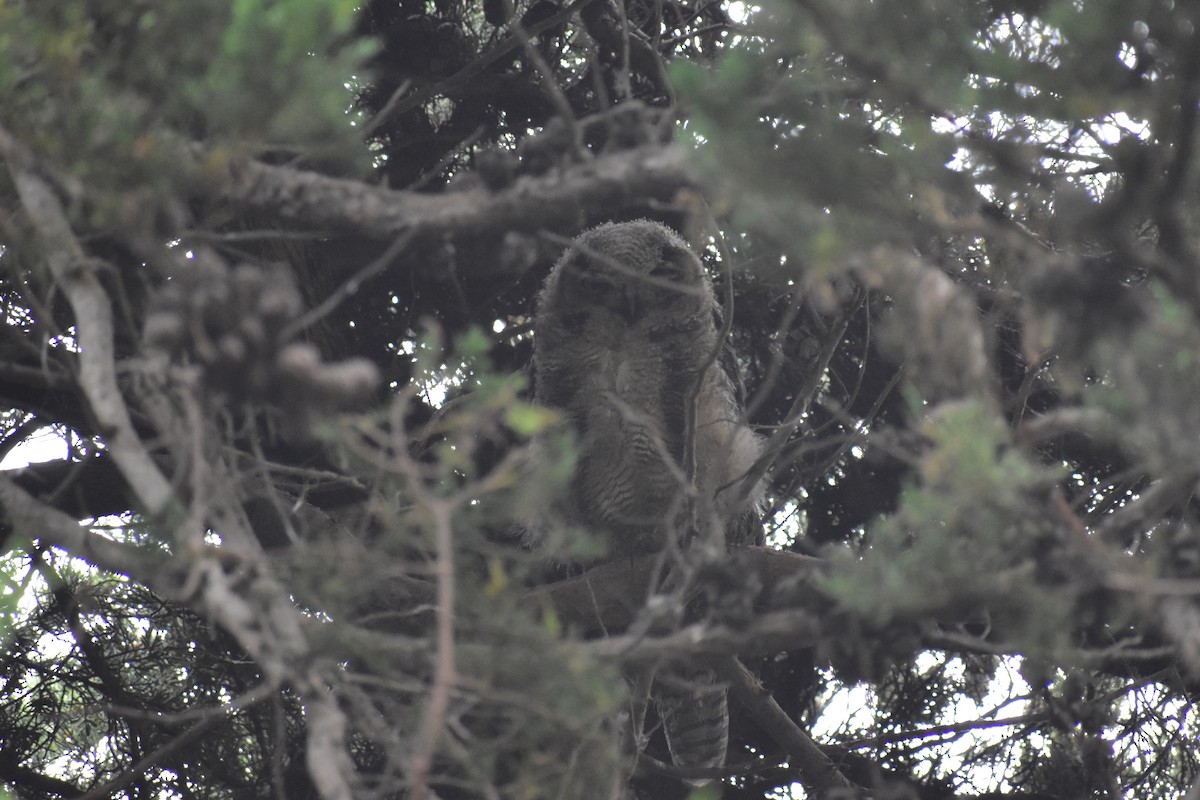 Great Horned Owl - Max Lara