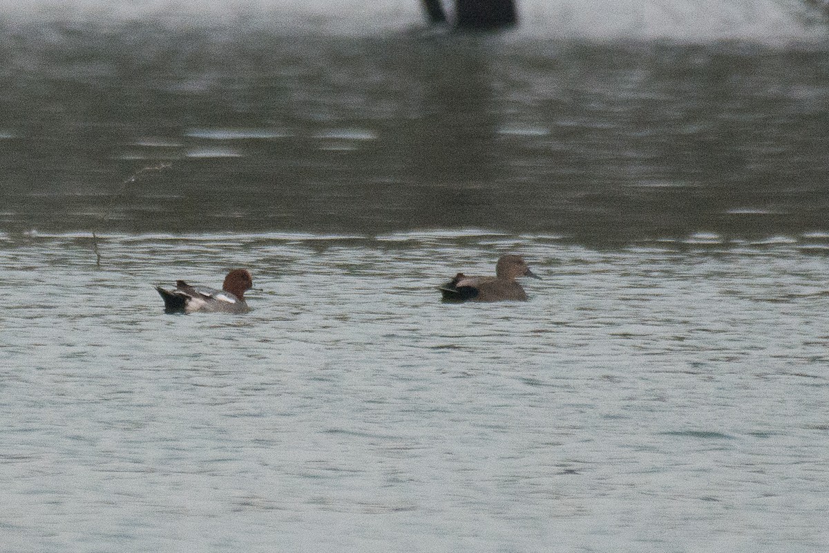 Eurasian Wigeon - ML166473461