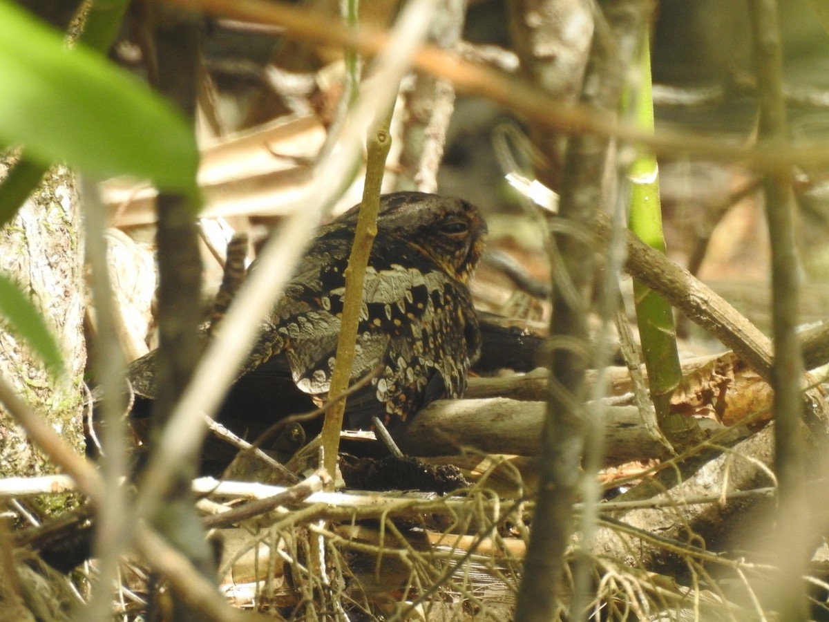 Solomons Nightjar - ML166473811