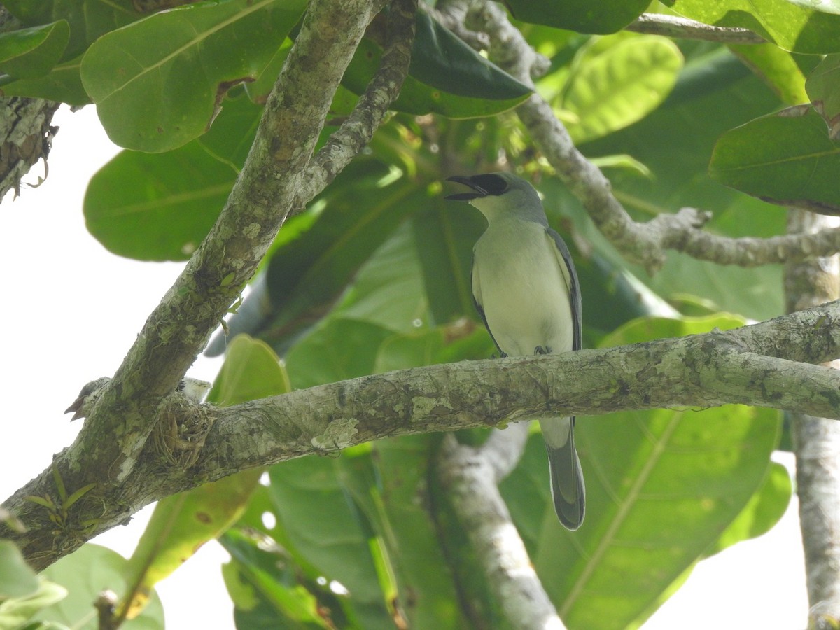 White-bellied Cuckooshrike - ML166475151