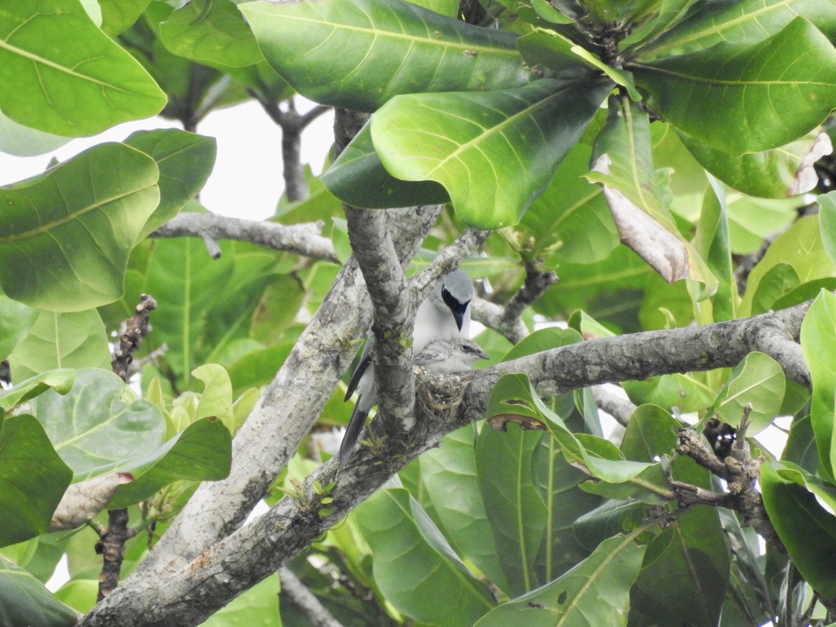 White-bellied Cuckooshrike - ML166476491