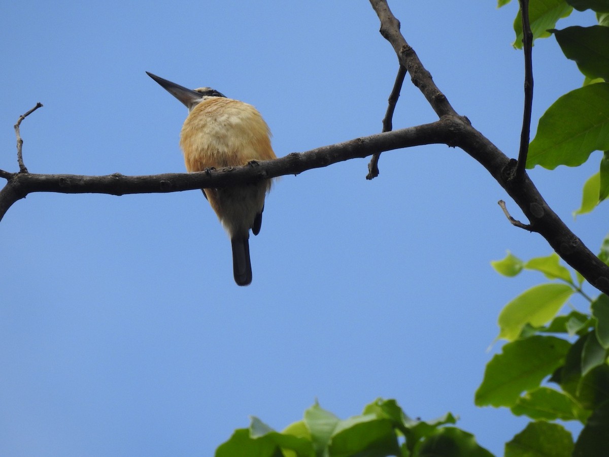 Sacred Kingfisher - ML166476531