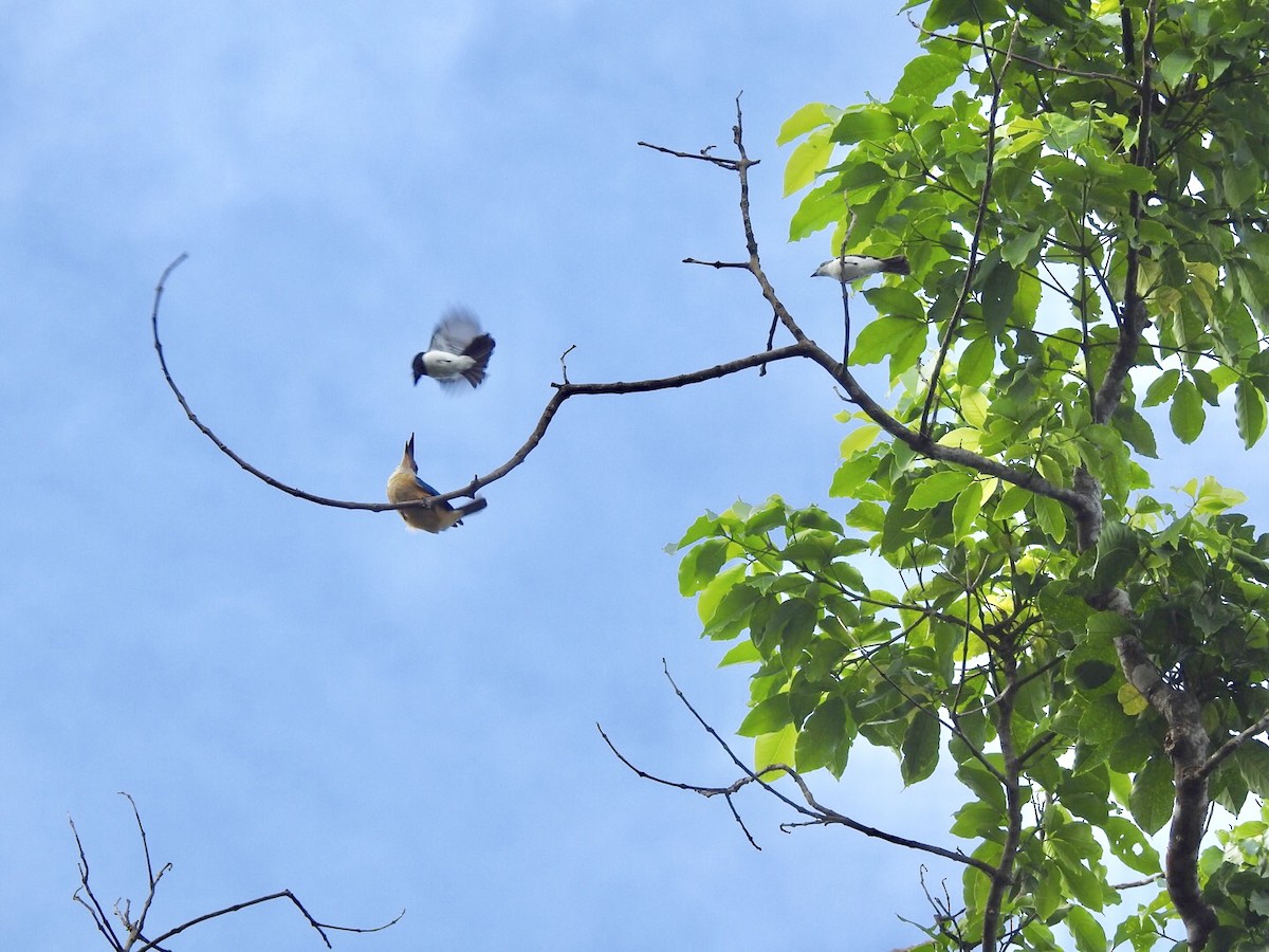 Steel-blue Flycatcher - Devon DeRaad