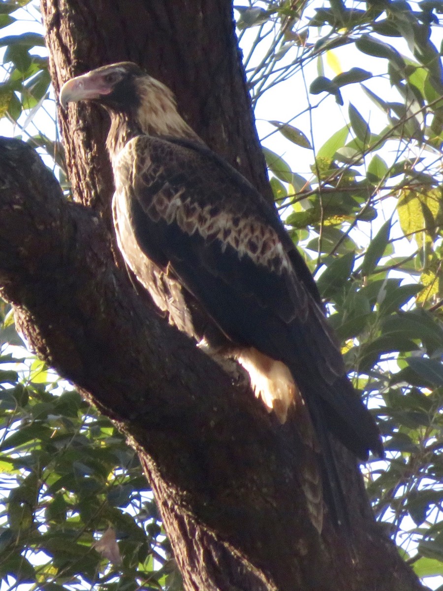 Wedge-tailed Eagle - ML166477041