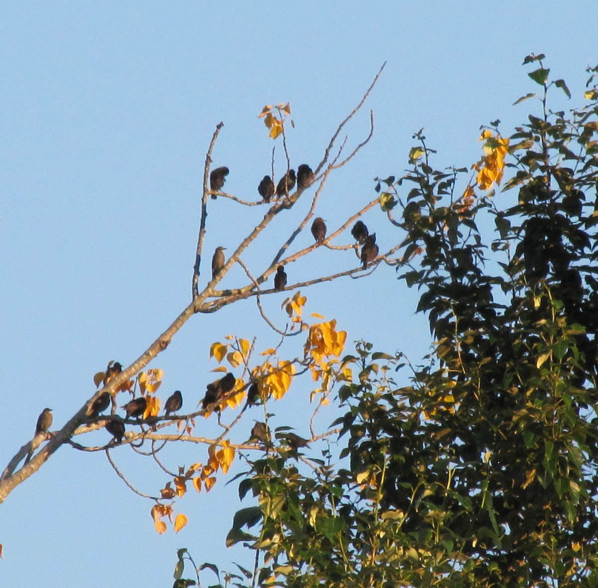 European Starling - ML166477111