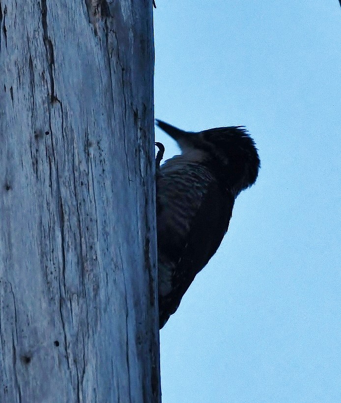 American Three-toed Woodpecker - ML166477241