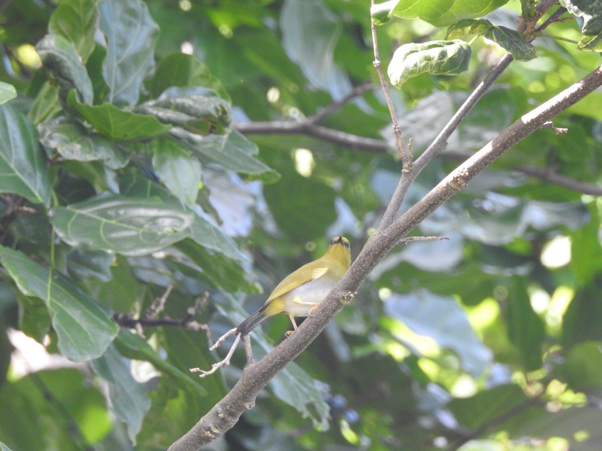 Dark-eyed White-eye - ML166477671