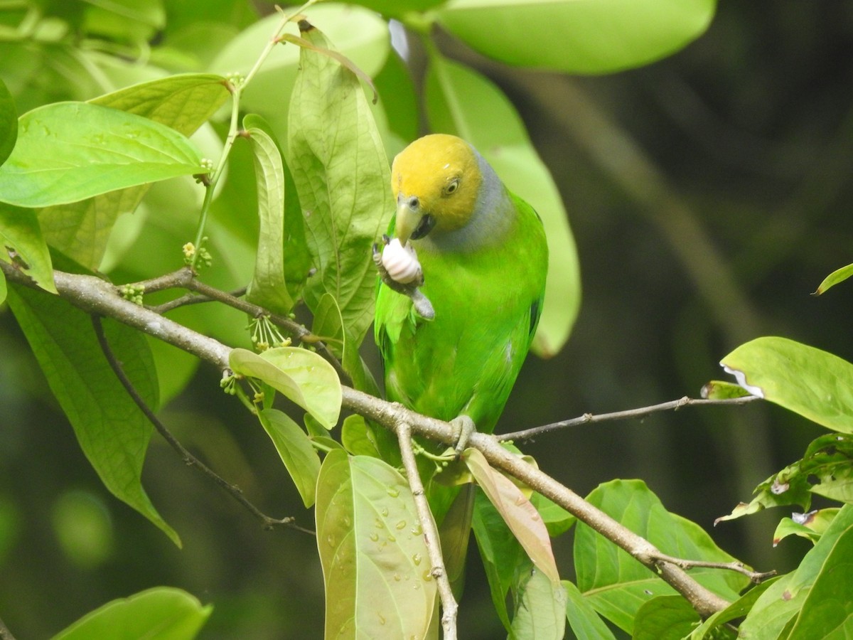 Singing Parrot - ML166477911