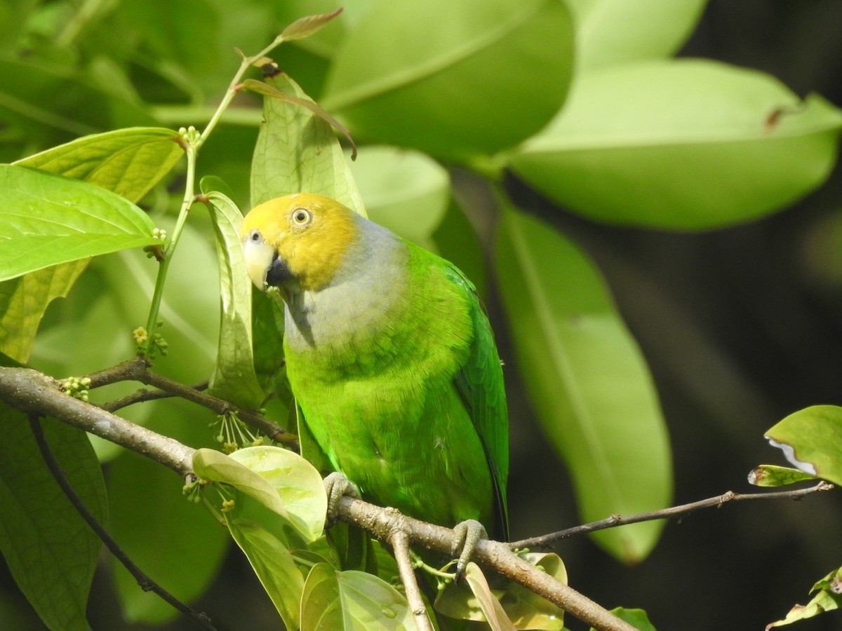 キガシラインコ - ML166477921