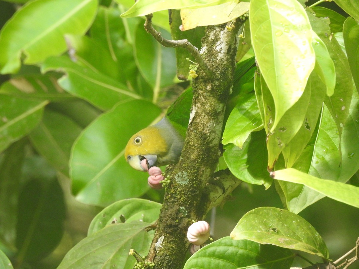 キガシラインコ - ML166477931