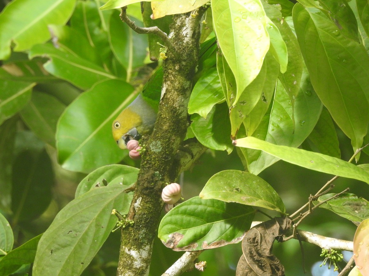 Желтоголовый жоффруа - ML166477941