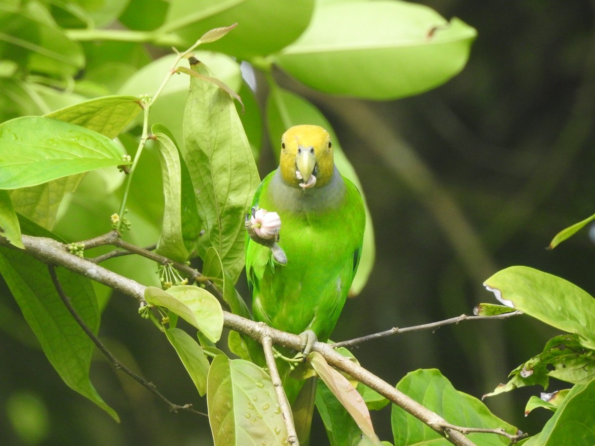 Желтоголовый жоффруа - ML166477961