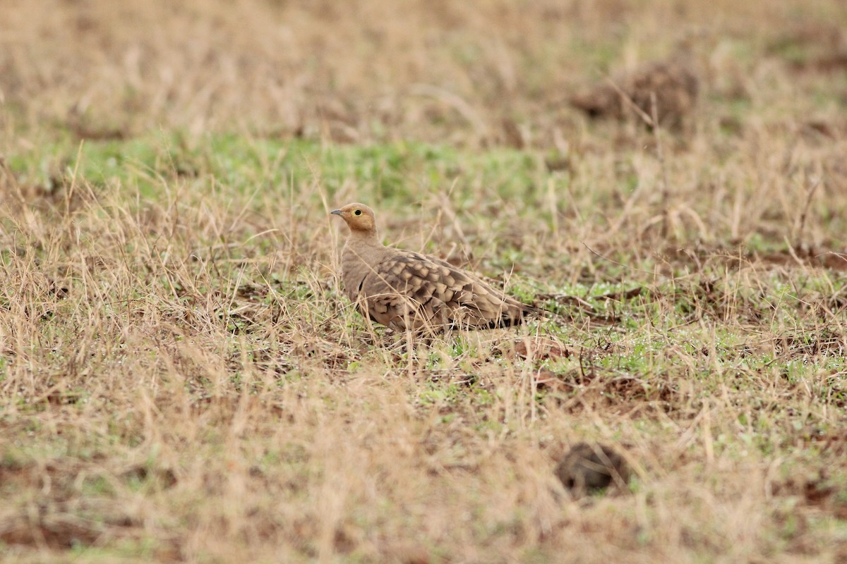 Chestnut-bellied Sandgrouse - ML166479661