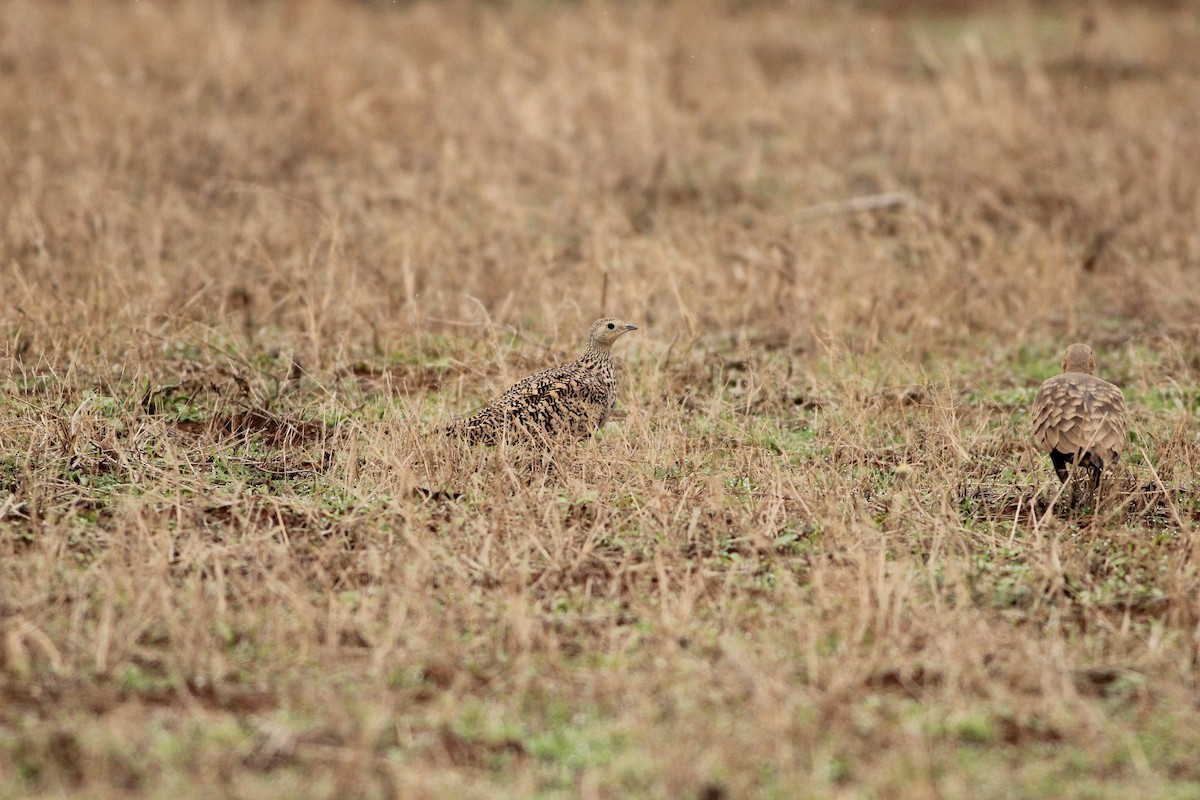 Chestnut-bellied Sandgrouse - ML166479671