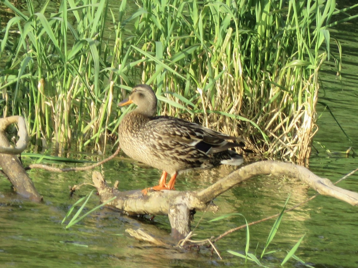 Canard colvert - ML166481151