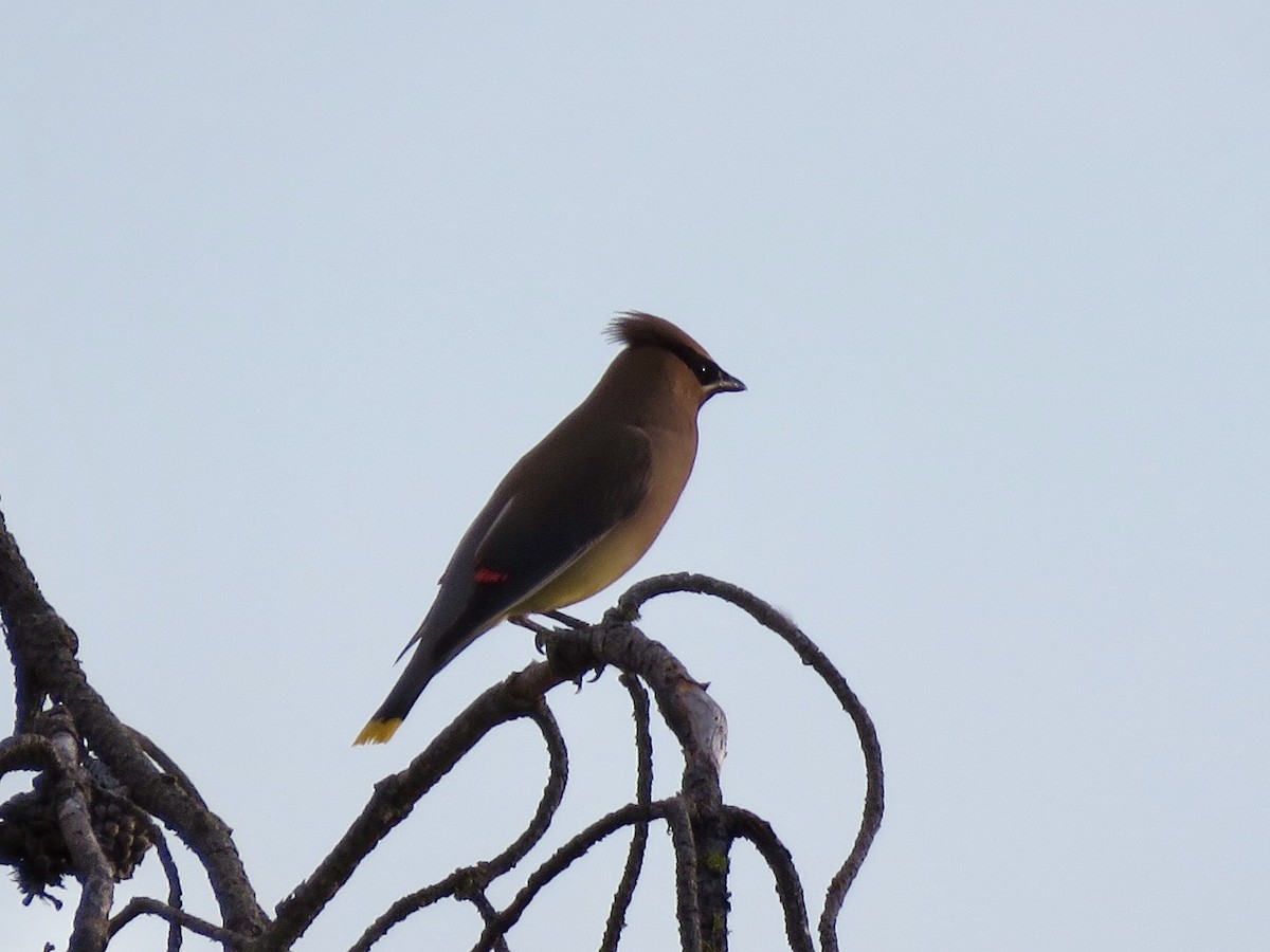 Cedar Waxwing - ML166481241