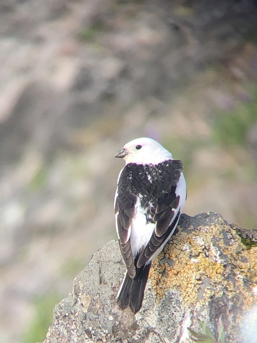 Snow Bunting - Daniel Moore