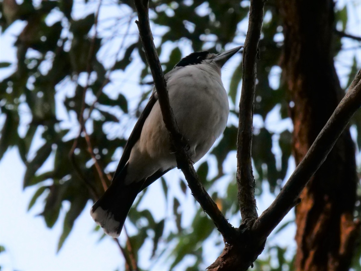 Gray Butcherbird - Frank Coman