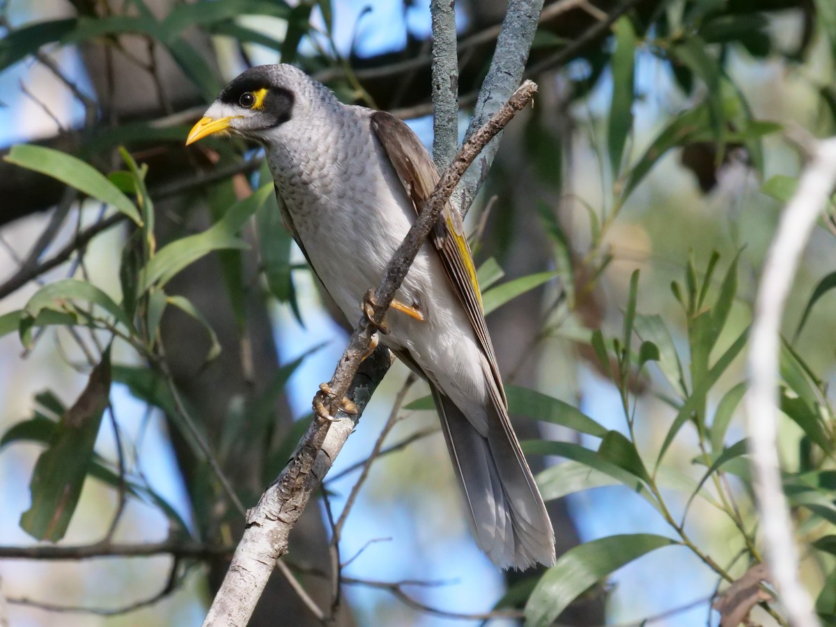 Noisy Miner - ML166483821