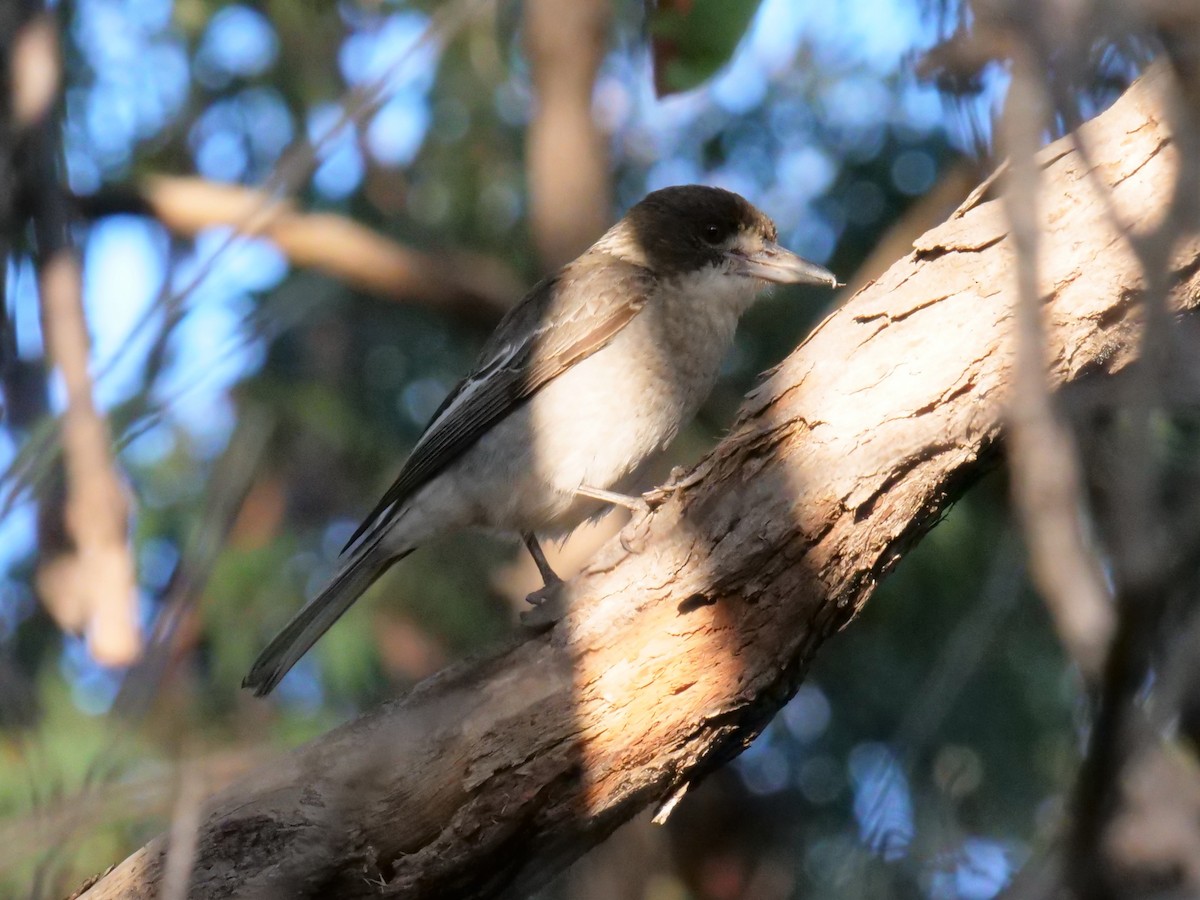 Gray Butcherbird - ML166483831