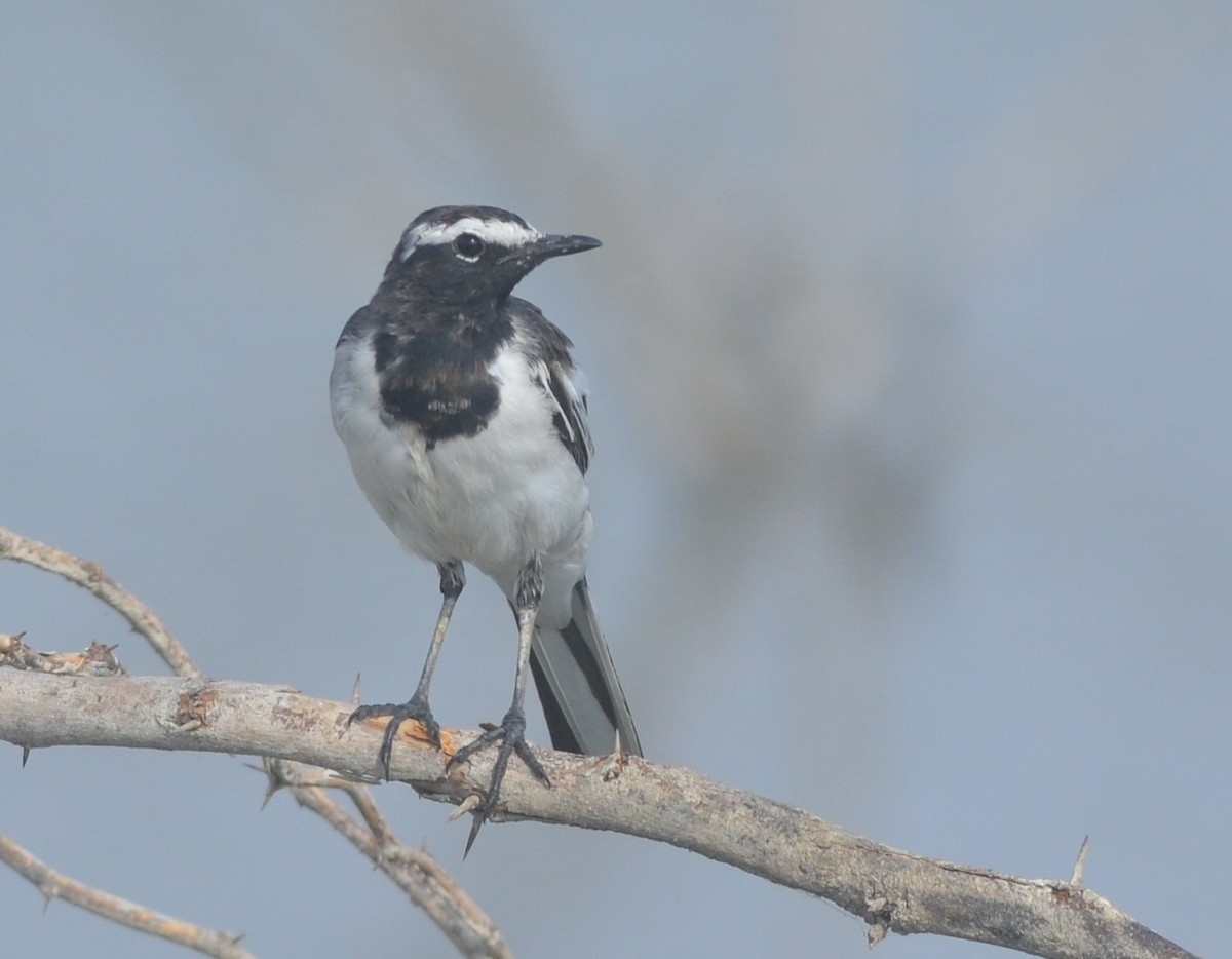 White-browed Wagtail - ML166486491