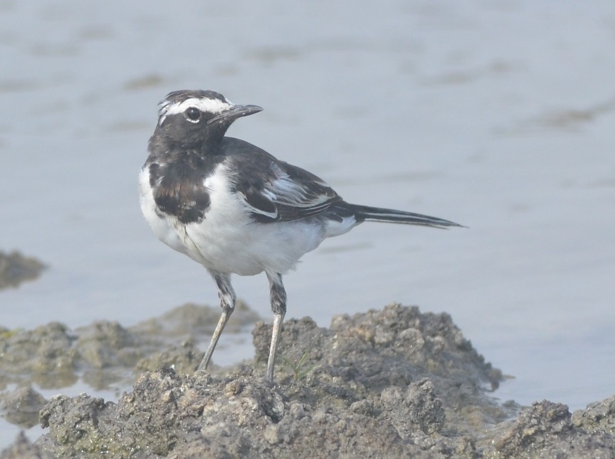 White-browed Wagtail - ML166486501