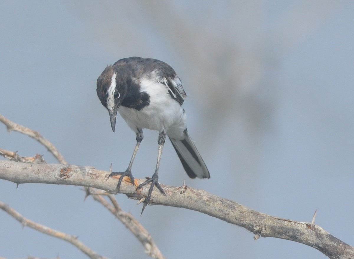 White-browed Wagtail - ML166486511