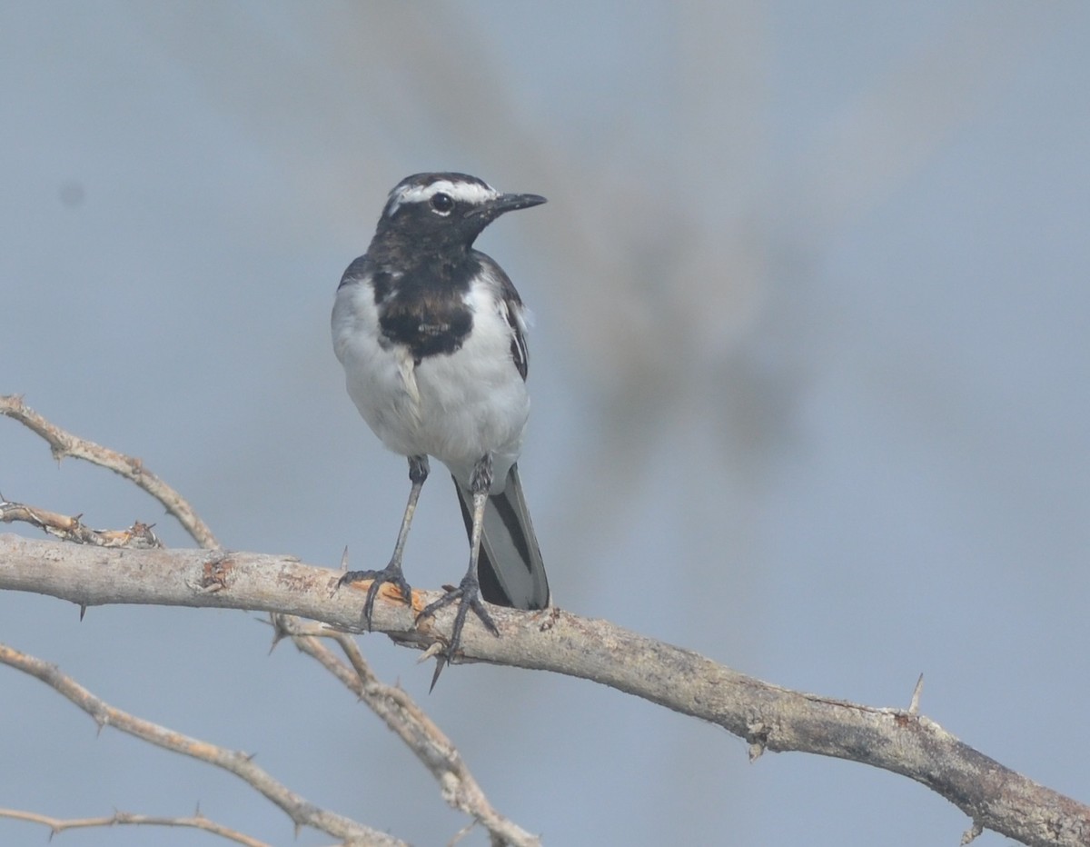 White-browed Wagtail - ML166486521