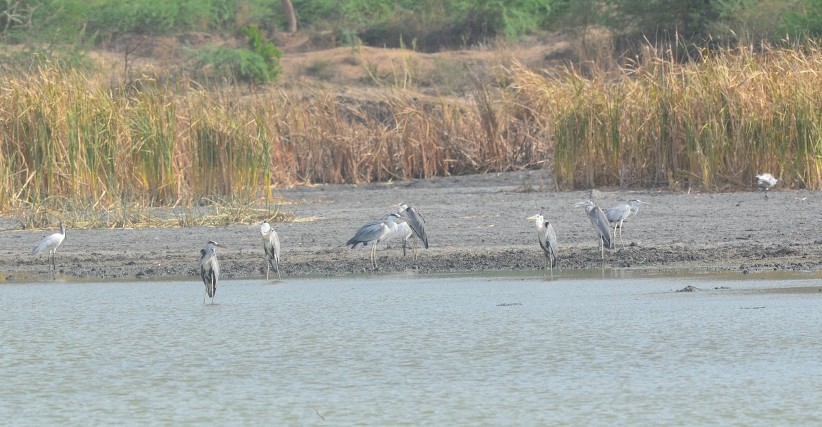 Gray Heron - ML166486541