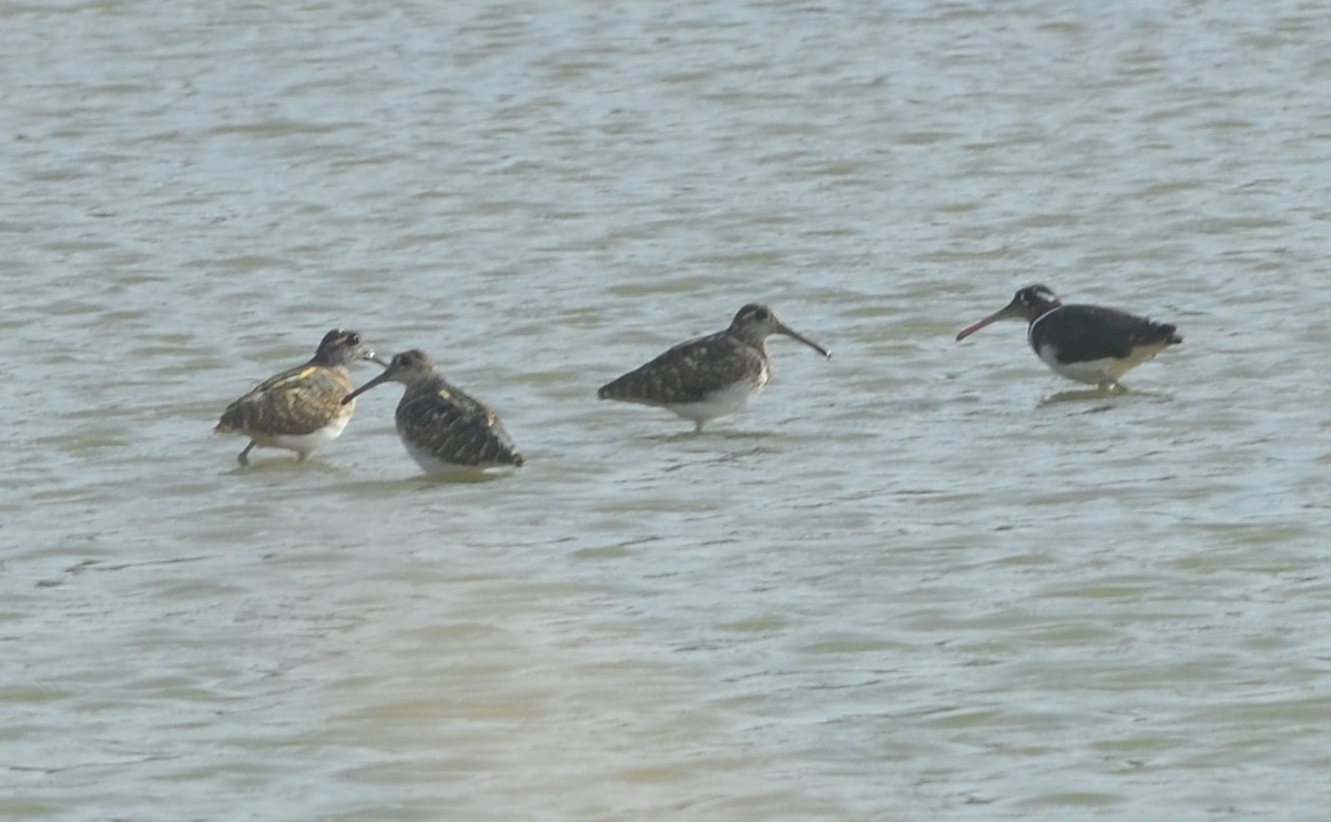 Greater Painted-Snipe - ML166486551