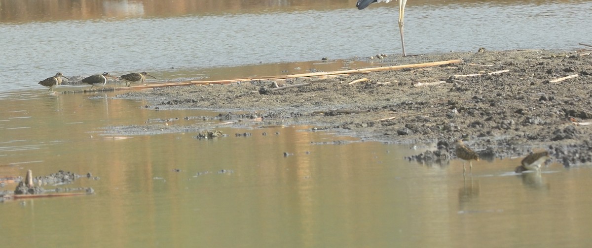Greater Painted-Snipe - ML166486561