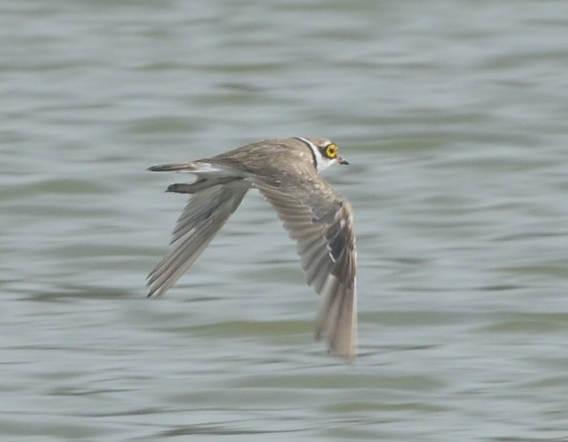 Little Ringed Plover - ML166486571