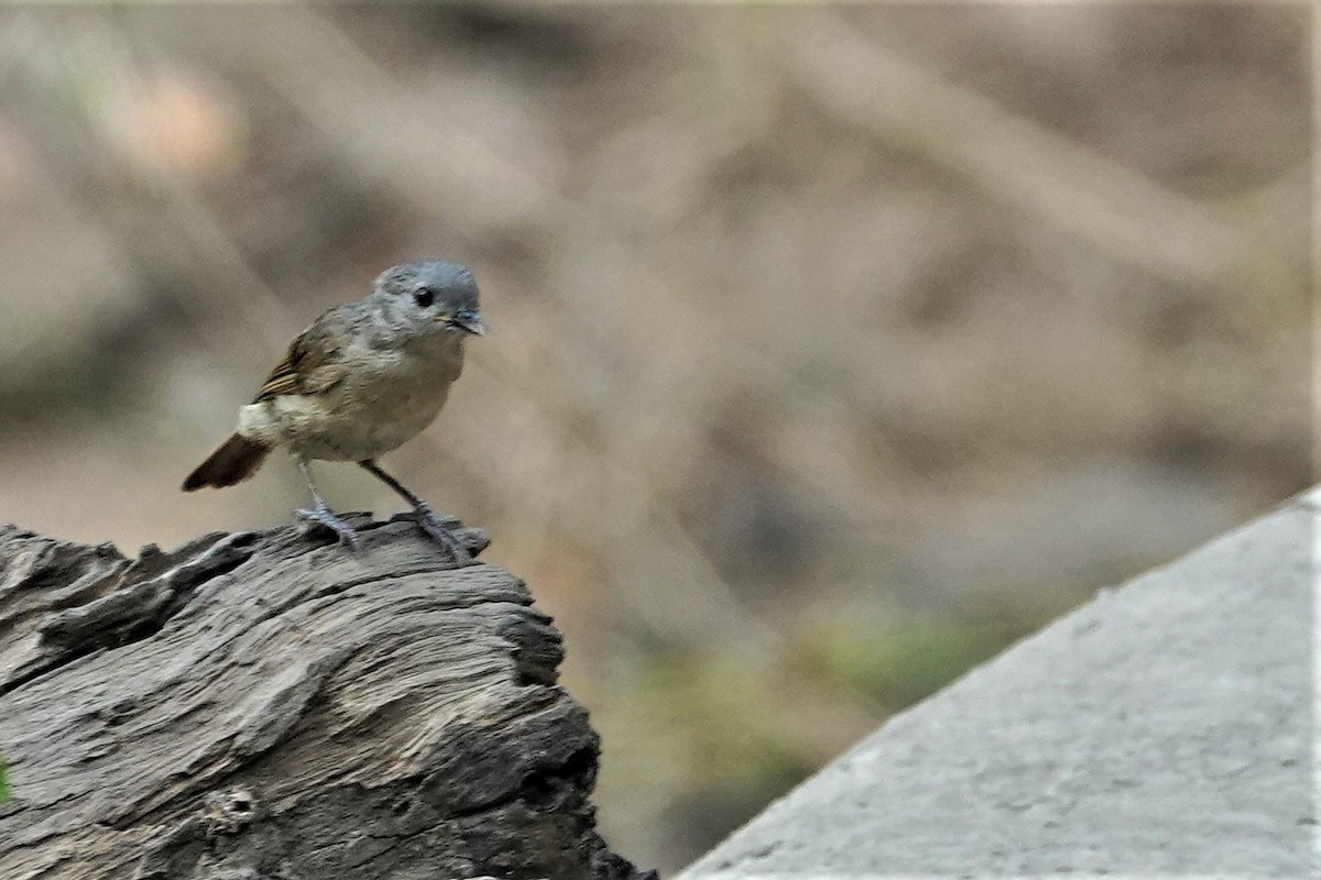 Brown-cheeked Fulvetta - ML166487571