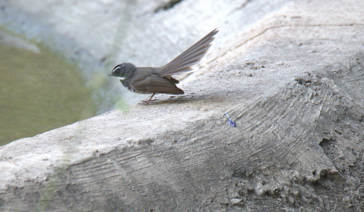 Spot-breasted Fantail - ML166487701
