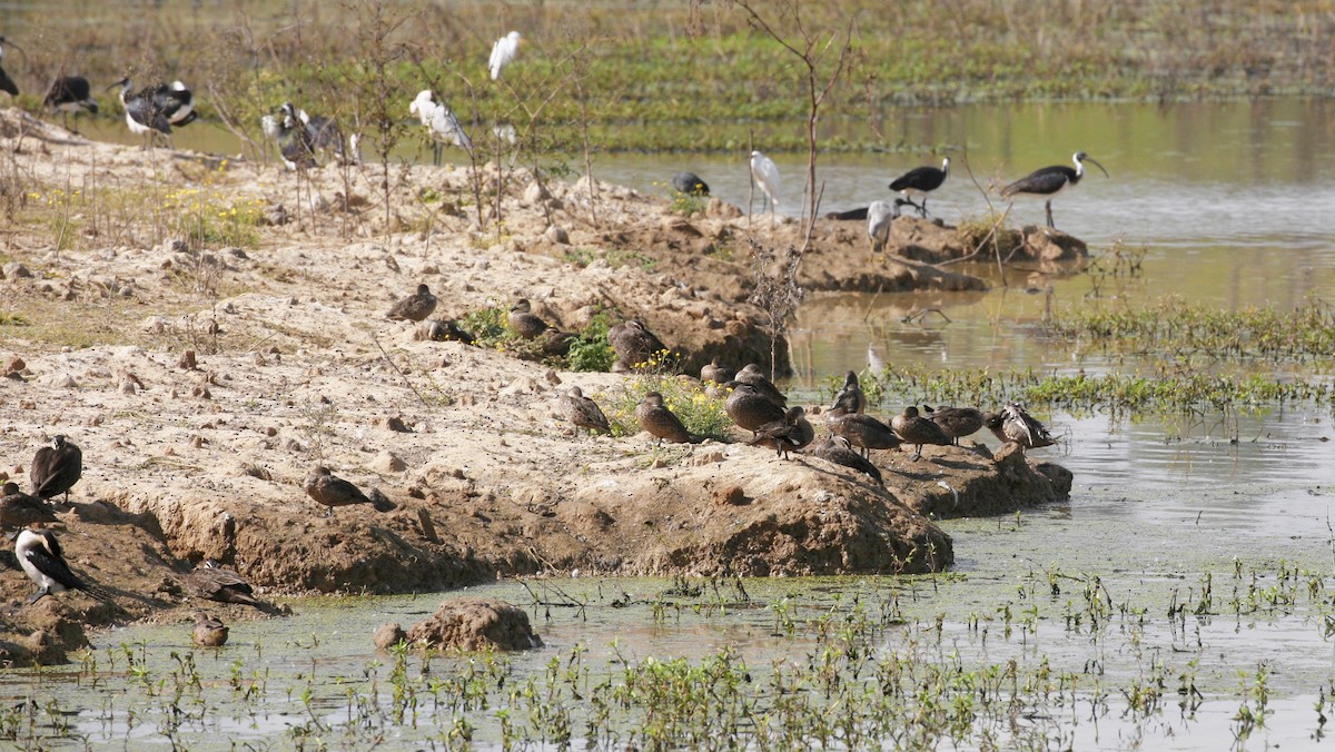 Freckled Duck - Anonymous