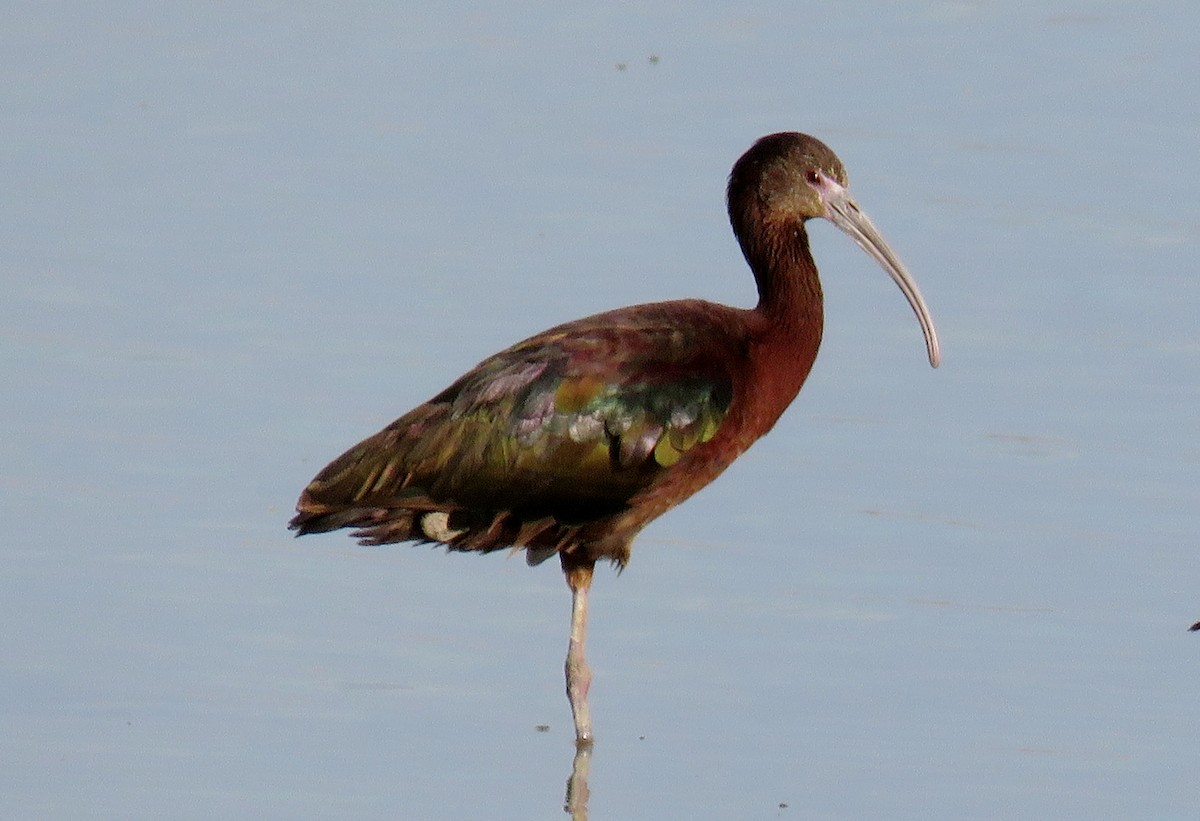 White-faced Ibis - Ed Dunn