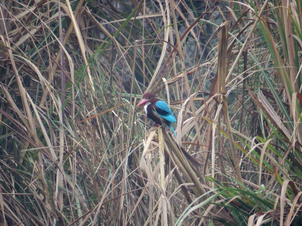 White-throated Kingfisher - Rajiv R