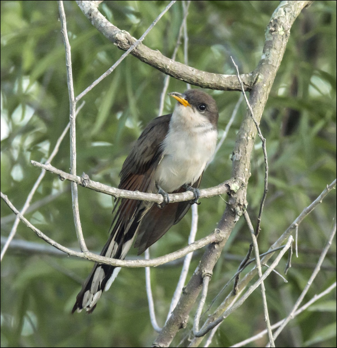 Yellow-billed Cuckoo - ML166496061