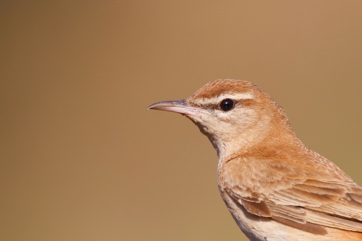 Rufous-tailed Scrub-Robin (Rufous-tailed) - ML166497081