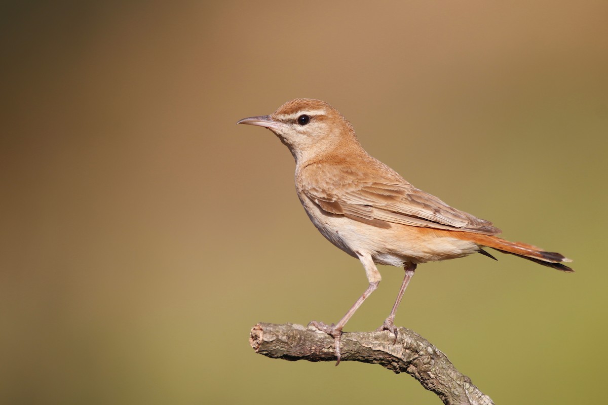 Rufous-tailed Scrub-Robin (Rufous-tailed) - ML166497131