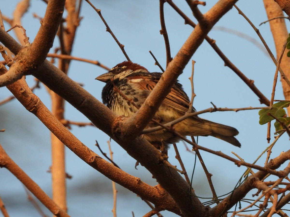 Spanish Sparrow - Teresa Cohen