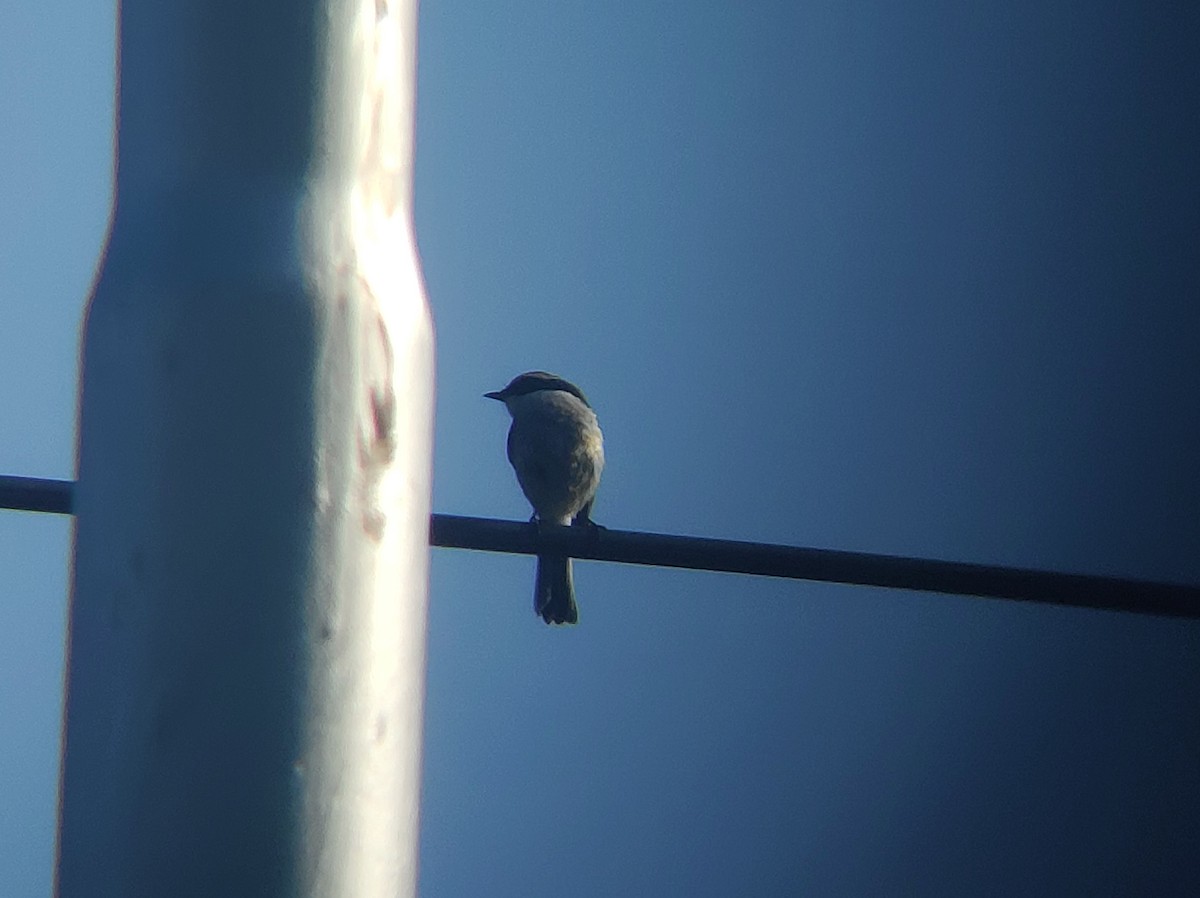 Gray Bushchat - Kinchab Thinley Chophel