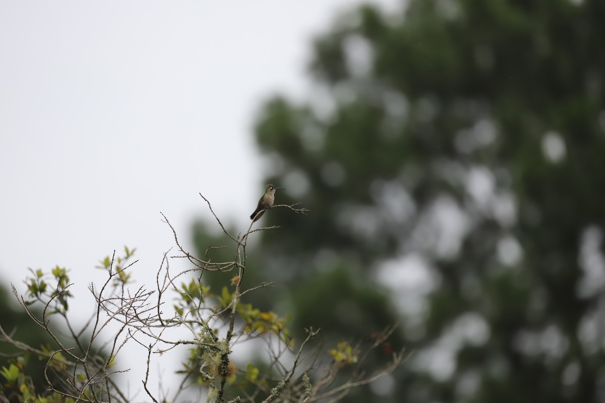 Rivoli's Hummingbird - ML166499881