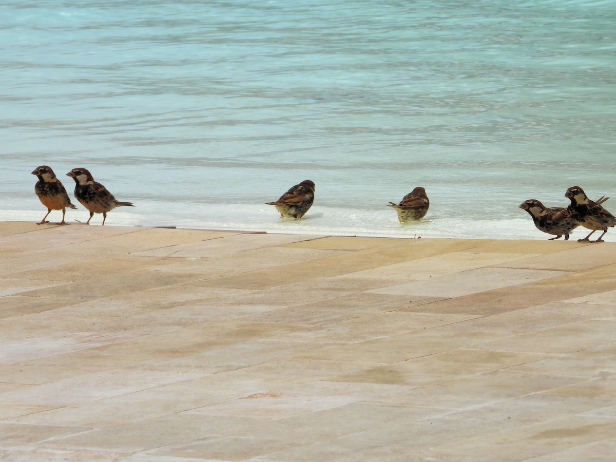 Spanish Sparrow - Teresa Cohen