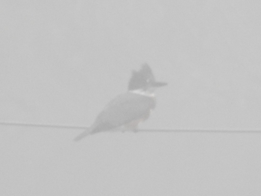 Belted Kingfisher - ML166500801